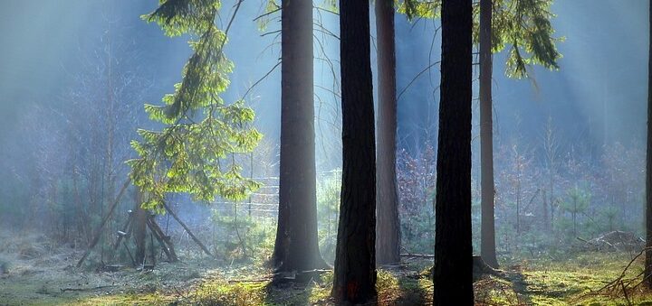 Holzarten für Gartenhäuser: Eine umfassende Übersicht