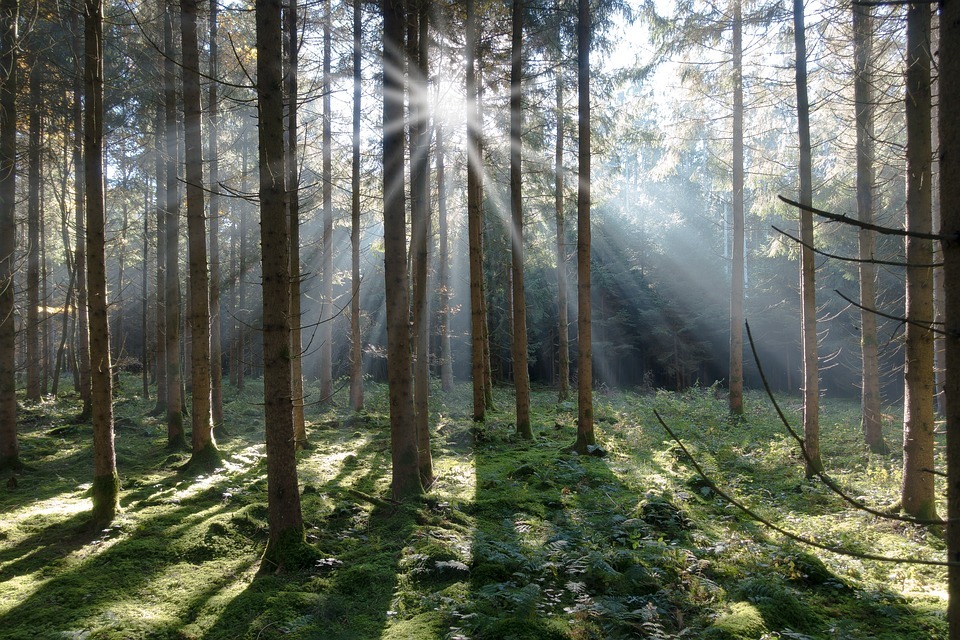 Warum Gartenhäuser aus Fichte so beliebt sind Warum Gartenhäuser aus Fichte so beliebt sind