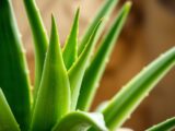 Aloe Vera vermehren