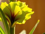 Amaryllis nach der Blüte