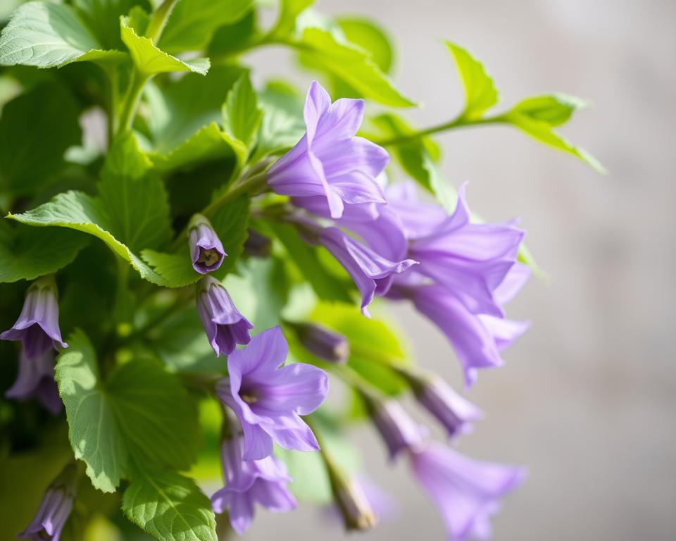 Bartblume Pflanzenvorbereitung