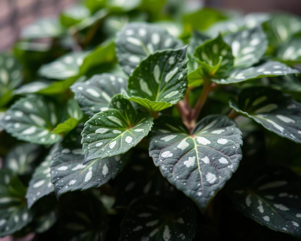 Begonia Maculata Luftfeuchtigkeit