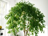 Birkenfeige Ficus Benjamina