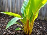 Canna überwintern