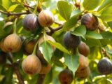 Feigenbaum vermehren
