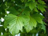 Fraxinus Excelsior: Die Esche – Eigenschaften und Verwendung