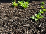 Garten richtig mulchen – Tipps für optimale Pflege