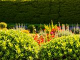 Heckenarten – die richtige Hecke finden: Ratgeber