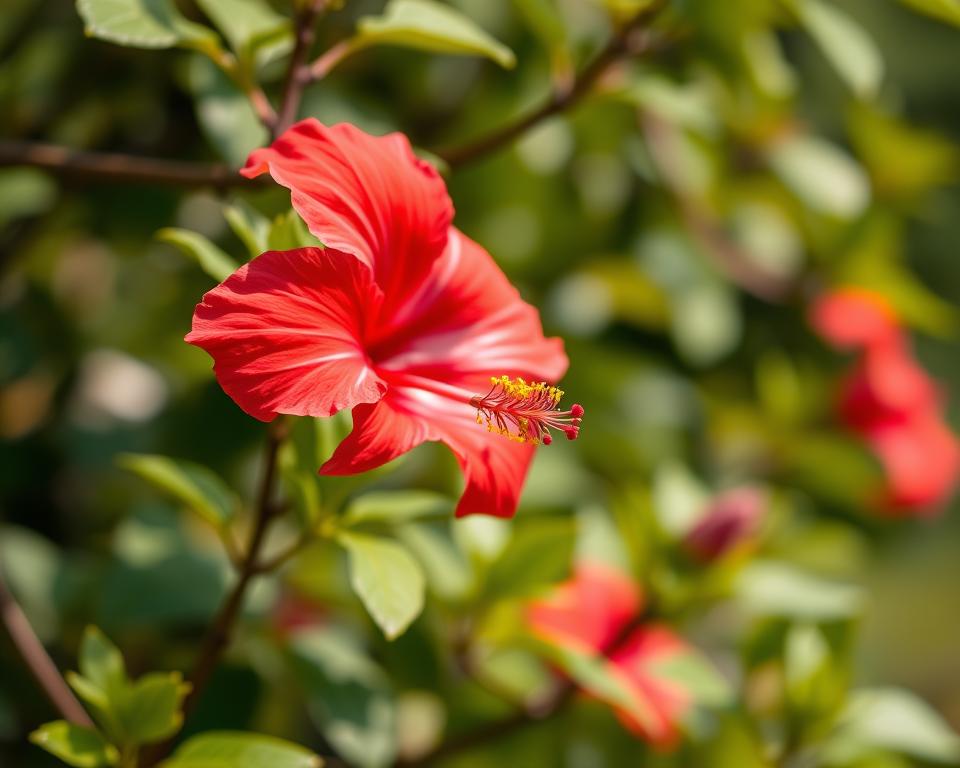 Hibiskus Vermehrung Voraussetzungen