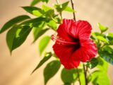 Hibiskus vermehren