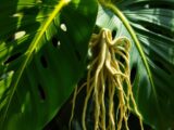 Luftwurzeln Monstera