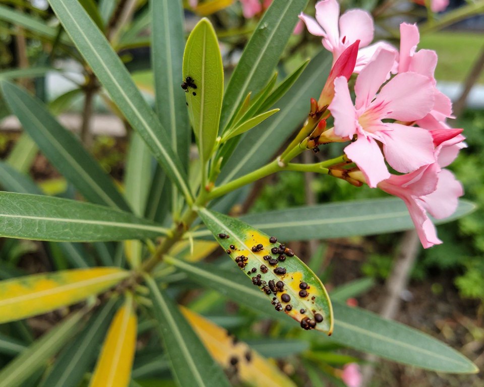 Oleander Schädlingsbefall