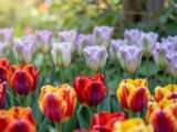 Tulpen Arten: Vielfalt und Sorten für Ihren Garten