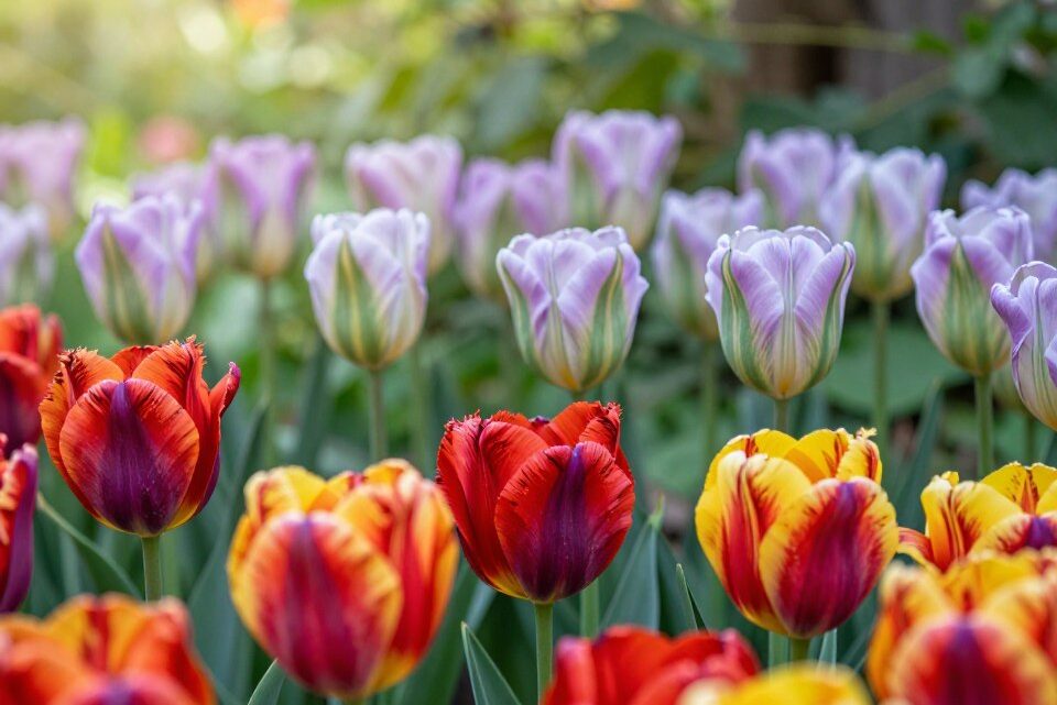 Tulpen Arten: Vielfalt und Sorten für Ihren Garten