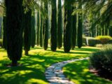 Sind Zypressen gut für den Garten?