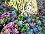 Sukkulenten-Arten kaufen, vermehren, pflegen & pflanzen