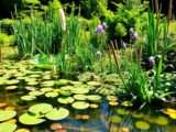 Teichpflanzen pflanzen & pflegen – Top Wasserpflanzen für den Gartenteich