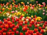 Tulpen & Tulpenzwiebeln – Kauf, Arten, Pflanzzeit, Pflege, Verwendung