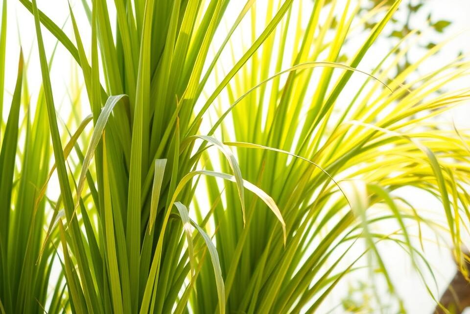 Yucca Palme vermehren leicht gemacht: Tipps und Tricks Yucca Palme vermehren leicht gemacht: Tipps und Tricks