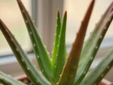 Aloe Vera braune Spitzen: Ursachen und Lösungen