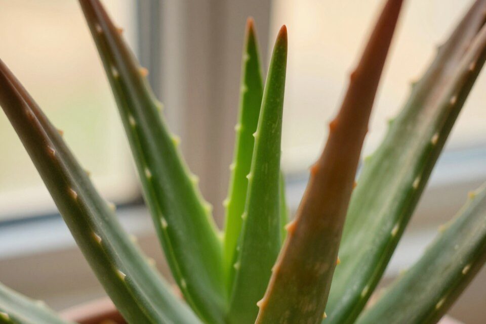 Aloe Vera braune Spitzen: Ursachen und Lösungen