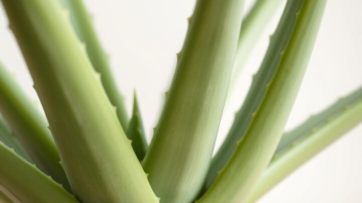 So gelingt Aloe Vera vermehren Blatt – Anleitung