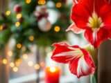 Amaryllis zu Weihnachten zum Blühen bringen: So gelingt es Ihnen