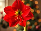 amaryllis zu weihnachten zum blühen bringen