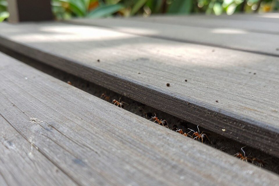 Ameisen unter Terrassenplatten effektiv bekämpfen