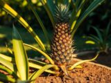 Ananas selber ziehen – So klappt es garantiert