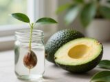 Avocado Kern ziehen: Anleitung für Anfänger
