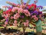 bougainvillea pflege