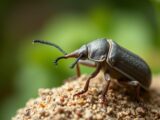 Dickmaulrüssler bekämpfen Hausmittel – Natürliche Hilfe