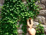 Efeu entfernen mit Essig – Bewährte Methode im Garten
