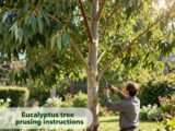 Eukalyptusbaum schneiden: Anleitung für gesunde Pflanzen