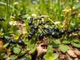Große schwarze Ameisen im Garten: Was Sie wissen müssen