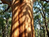 härtestes holz der welt