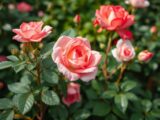 Hausmittel gegen Rosenrost und Mehltau – Natürliche Pflege