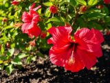 Hibiskus einpflanzen: Tipps für üppige Blütenpracht