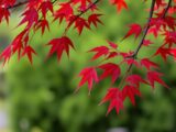 japanischer Ahorn schneiden