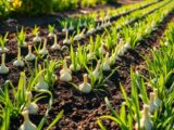 knoblauch wann stecken
