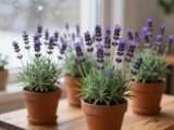 Lavendel im Topf überwintern – So gelingt es Ihnen
