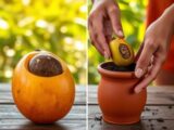 Mango Kern einpflanzen – Schritt für Schritt Anleitung