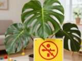 Monstera giftig für Kinder: Risiken und Schutz