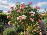 oleander pflege