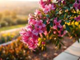 Oleander schneiden nach überwintern – Pflegetipps