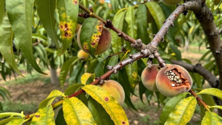 Pfirsichbaum Krankheiten erkennen und behandeln