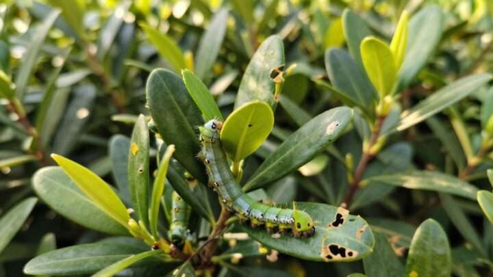 Raupen im Buchsbaum erkennen und bekämpfen