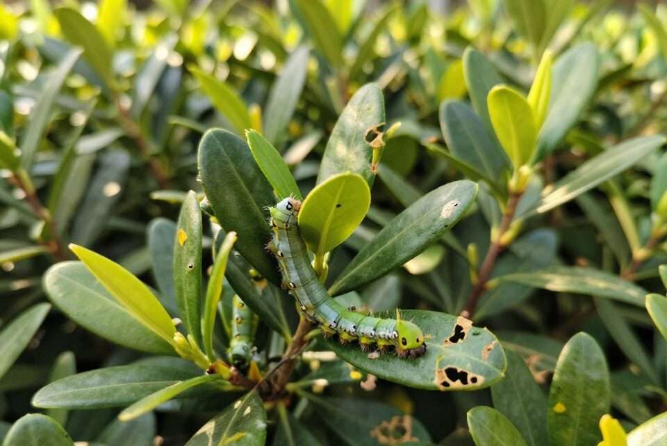 Raupen im Buchsbaum erkennen und bekämpfen