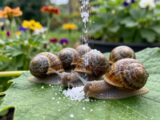 Schnecken bekämpfen mit Salz: Effektive Anleitung